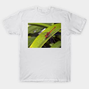 Red Dragonfly T-Shirt